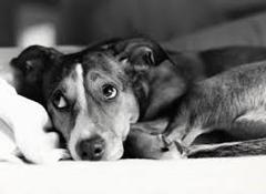 Under- overstimulering nutidens hundesygdom! –